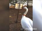 Pozor agresívna labuť! (Kanada)