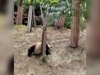 Dôvod prečo pandy vymierajú