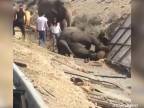 Havária pri preprave slonov (Španielsko)