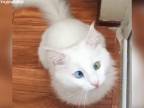 Unikátna biela mačka (Turecko)