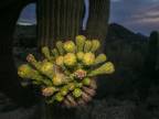Najvyšší druh kaktusu kvitne v noci (Carnegiea gigante)