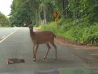 Poďme Bambi, vstávaj!