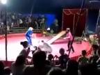 Medveďa prestal baviť cirkus (Rusko)