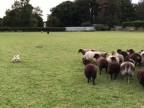 Najhorší pastiersky pes na svete