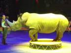 Nosorožec v ruskom cirkuse