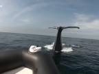 Hľadali veľrybu, veľryba si našla ich! (Kanada)