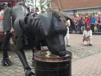Obrovské šteniatko Xolo navštívilo Holandsko
