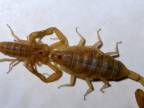 Z intímneho života najjedovatejšieho škorpióna Ameriky