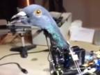 Psychopat si spravil robotického holuba