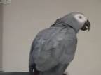 Papagáj Čibo 2