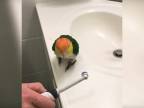 Ako sa čistí papagáj elektrickou kefkou?