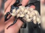 Mama škorpiónka a jej deti