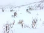 Rosomák na love počas snehovej búrky (Nórsko)