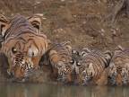 Tigrica s mladými sa prišla napiť vody (India)