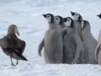 V jednote je sila (Tučniak obrovský)
