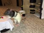 Potkan menom Oreo dokáže skvelé triky!