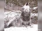 Vlk, kráľ našich lesov