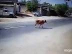 Posvätnú kravu nezrazíš! (India)