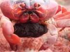 Krab červený (Gecarcoidea natalis) nikdy netrpí hladom