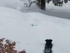 Množstvo snehu potrápilo psa s nízkym podvozkom