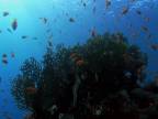 Červené more, najúžasnejší svetový ekosystém.