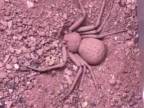 Šesť-oký púštny pavúk sa maskuje (Sicarius thomisoides)