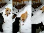 Tučná mačka vs prefíkaná líška