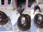 Malý chlapček a jeho obrovský had