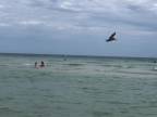 Pelikány na Miami Beach