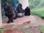 Gorily dážď fakt nemusia (USA)