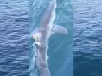 Pozor na žraloky na Makarskej riviére