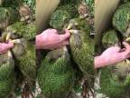 Ručne odchované mláďata kakapa (Strigops habroptilus)