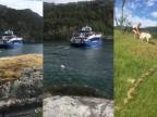 Retrívra Dennisa kŕmi turisti z lode (Nórsko)