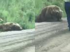 Brutálny útok medveďa v americkom Utahu