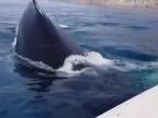 Výletníkov prekvapili 15-metrové veľryby (Grónsko)