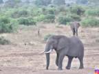 Slon vyhnal nosorožcov zo svojho teritória (JAR)
