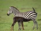 V rezervácii Masai Mara v Keni sa narodila zebra bez pruhov