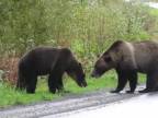 Dva urastené medvede grizly bojujú o teritórium