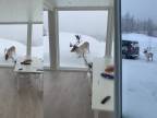 Zimná idylka z Nórska (keď ti na okno klope sob)