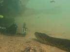 Počas potápania v rieke Formaso naďabili na obrovskú anakondu
