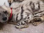Arabský veterinár zachraňuje hyenu pásavú