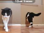 Cez akú veľkú dieru dokáže preliezť mačka?