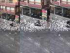 Ženu s plnou taškou jedla prenasledovali holuby (Španielsko)