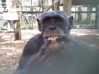 Ako sa správajú šimpanzy, keď sa vidia v zrkadle (Florida)