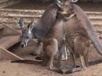 Kengury, ktoré stratili mamu (Austrália)