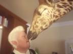 Jacob a žirafa - animovaný príbeh (WTF dňa)
