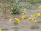 Videli ste už žlté žaby? (India)
