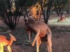 Dospelé samce kengury sa ľudí neboja