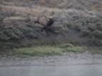 Medveď grizly utopil jeleňa amerického (dramatické zábery)