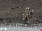 Mladý gepard nemal žiadnu šancu (Krugerov národný park)